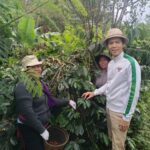 Hutan Kopi Kintamani Bangli Bersiap Masuk Pasar Perdagangan Karbon, Dilirik Pembeli Jepang