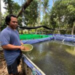 KUR BRI Dukung Pengembangan UMKM Produktif, Pembibitan Lele di Bali Tingkatkan Kapasitas Produksi